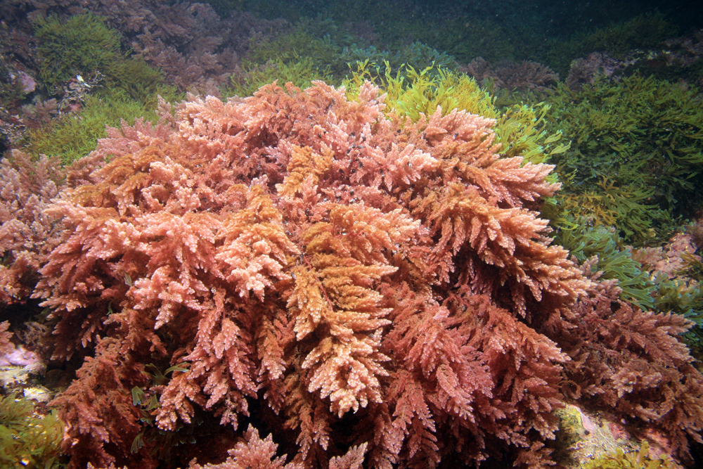6 Crvena alga Asparagopsis taxiformis u podmorju Dubrovnika. 